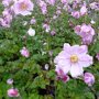 Anemone hybrida 'Köningin Charlotte'